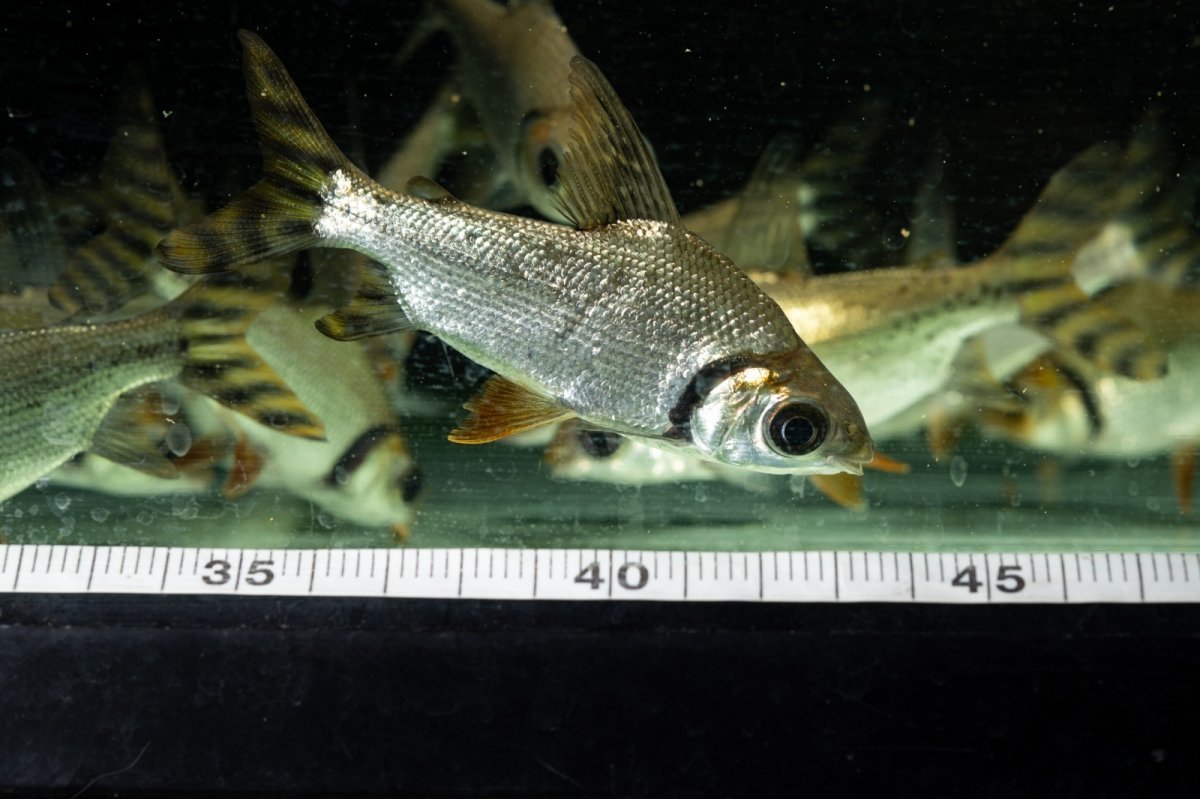 画像11: ワイルド　カラープロキロダス（コロンビア便） (11)