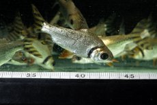 画像11: ワイルド　カラープロキロダス（コロンビア便） (11)