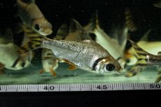 画像10: ワイルド　カラープロキロダス（コロンビア便） (10)