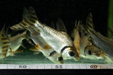 画像9: ワイルド　カラープロキロダス（コロンビア便） (9)