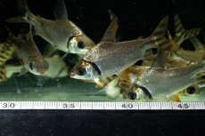 画像8: ワイルド　カラープロキロダス（コロンビア便） (8)