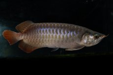 画像5: SUMO NO.27（関脇） (5)