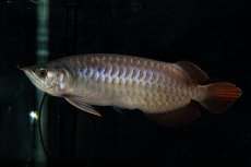 画像4: SUMO NO.27（関脇） (4)