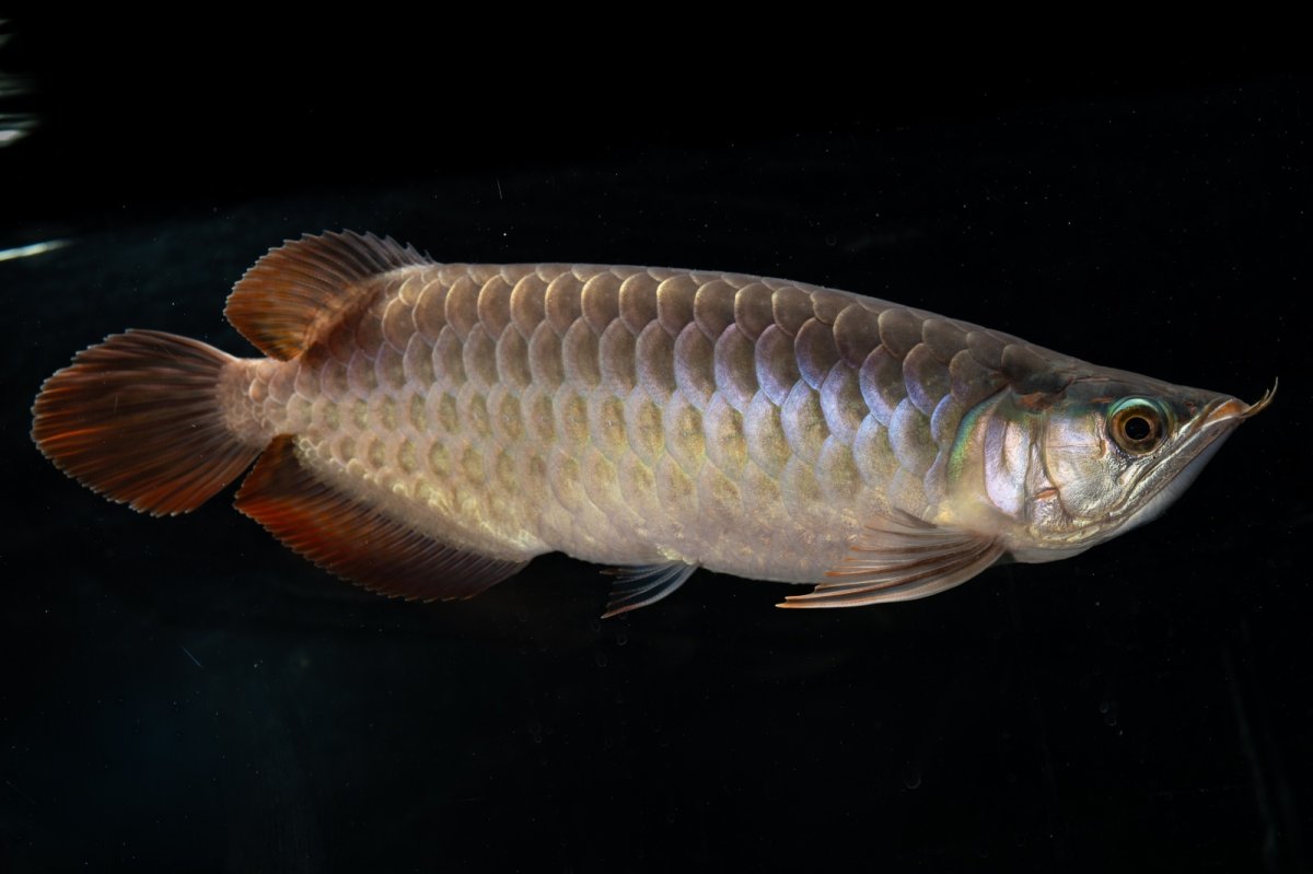 画像1: SUMO NO.27（関脇） (1)