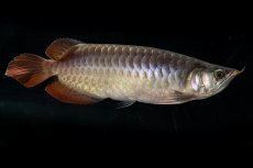 画像3: SUMO NO.27（関脇） (3)