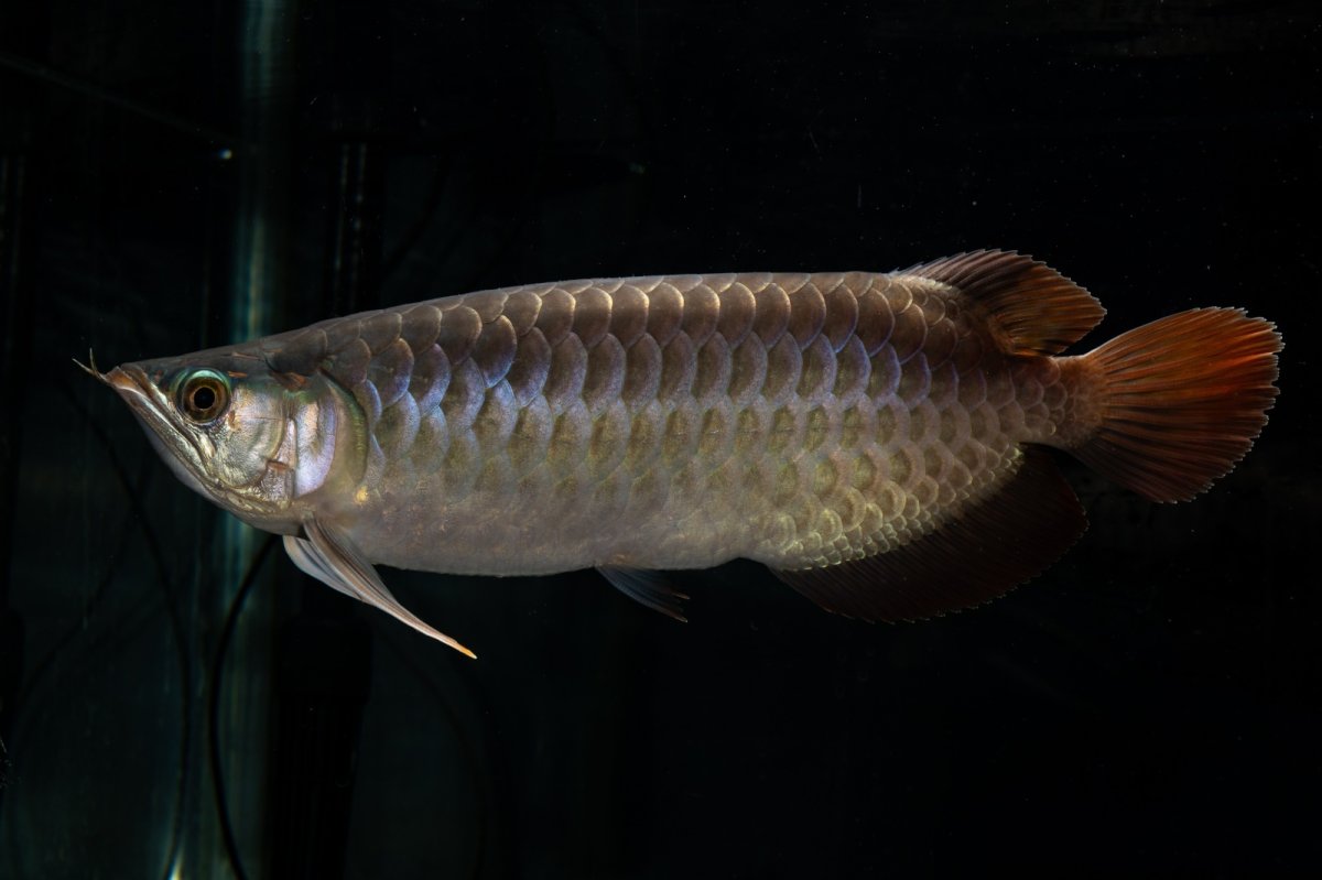 画像6: SUMO NO.27（関脇） (6)