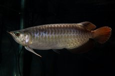 画像6: SUMO NO.27（関脇） (6)