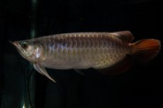 画像8: SUMO NO.27（関脇） (8)