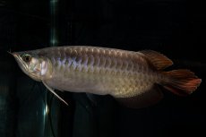 画像7: SUMO NO.27（関脇） (7)