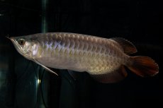 画像2: SUMO NO.27（関脇） (2)