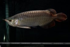 画像12: SUMO NO.27（関脇） (12)