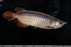 画像11: SUMO NO.27（関脇） (11)