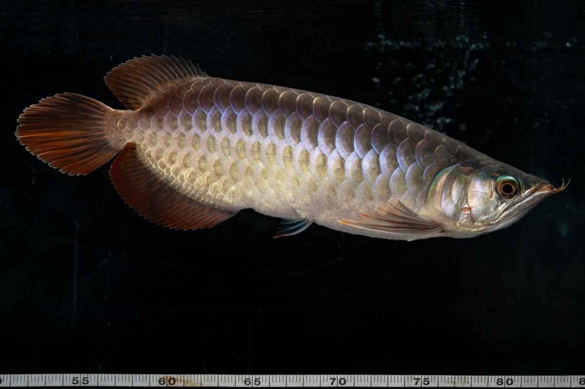 画像10: SUMO NO.27（関脇） (10)