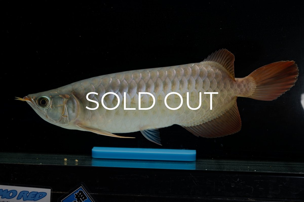 画像3: SUMO NO.17（関脇） (3)