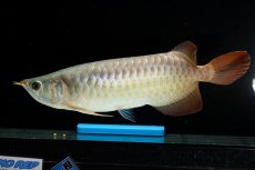 画像3: SUMO NO.17（関脇） (3)