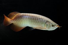 画像2: SUMO NO.17（関脇） (2)