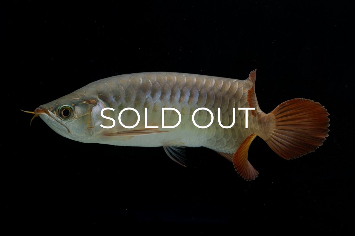 画像6: SUMO NO.17（関脇） (6)