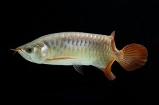 画像6: SUMO NO.17（関脇） (6)