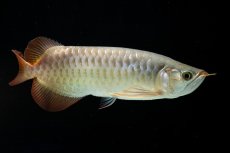 画像4: SUMO NO.17（関脇） (4)