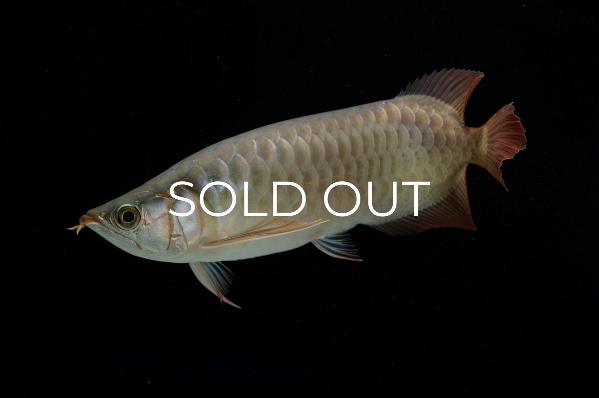 画像5: SUMO NO.17（関脇） (5)