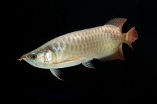 画像5: SUMO NO.17（関脇） (5)