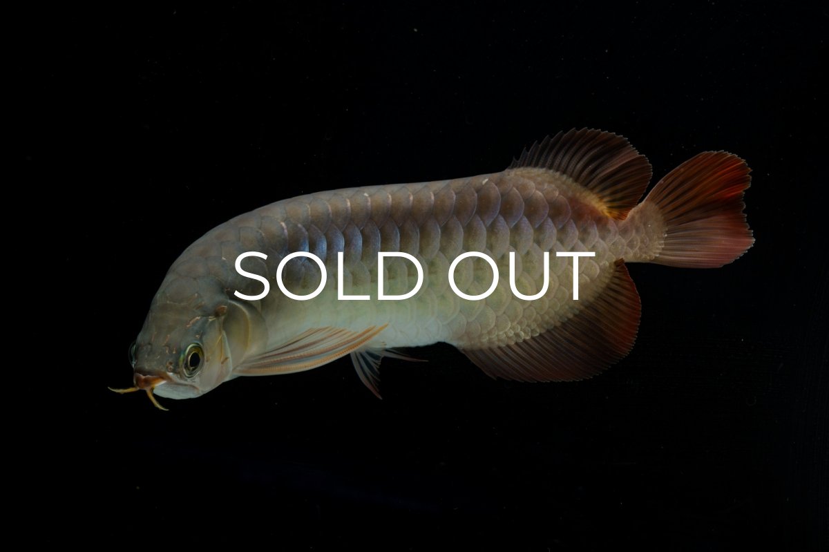 画像8: SUMO NO.17（関脇） (8)