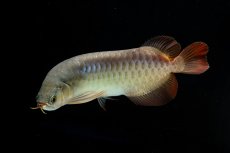 画像8: SUMO NO.17（関脇） (8)