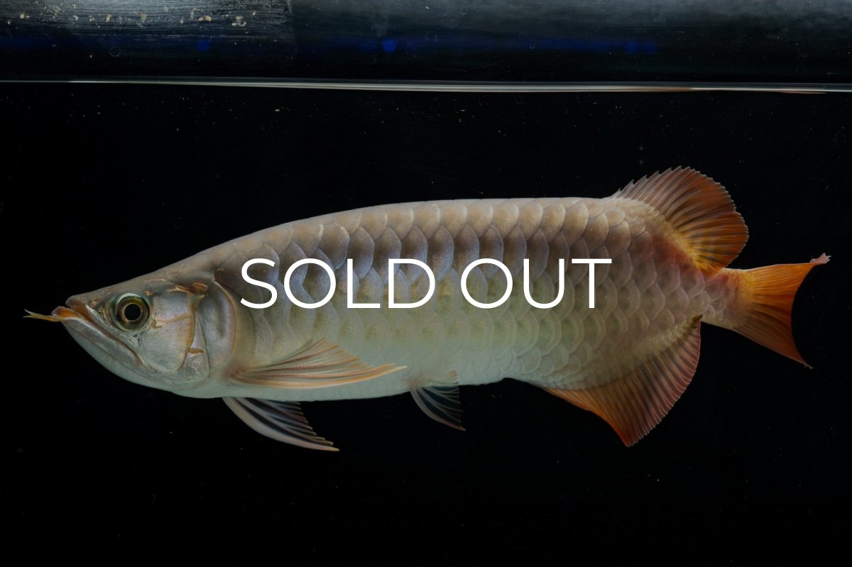 画像1: SUMO NO.17（関脇） (1)