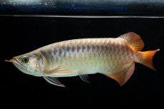 画像1: SUMO NO.17（関脇） (1)