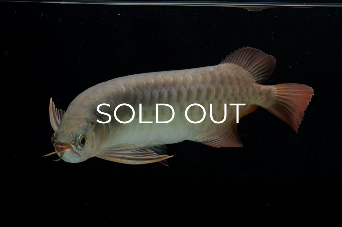 画像7: SUMO NO.17（関脇） (7)