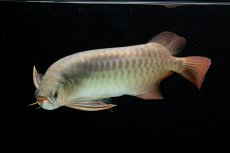 画像7: SUMO NO.17（関脇） (7)