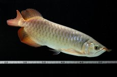 画像11: SUMO NO.17（関脇） (11)