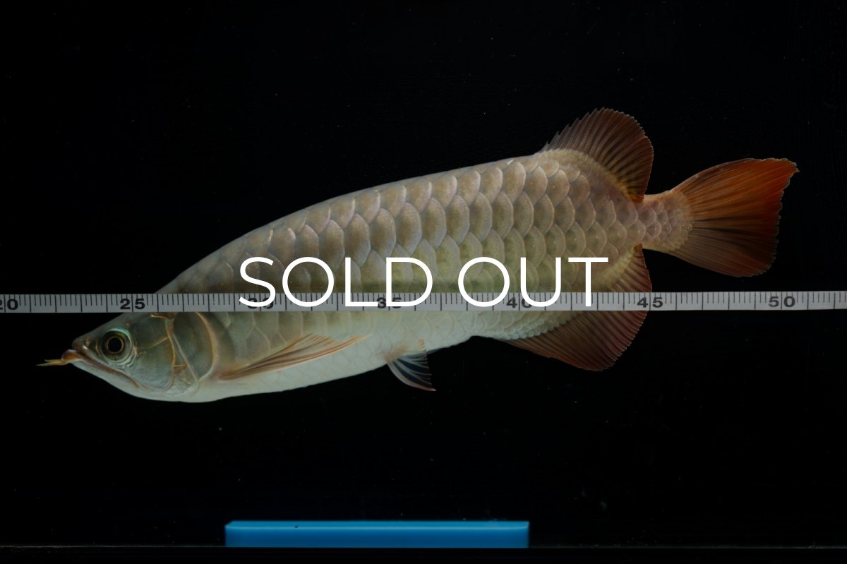 画像12: SUMO NO.17（関脇） (12)