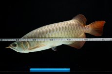 画像12: SUMO NO.17（関脇） (12)