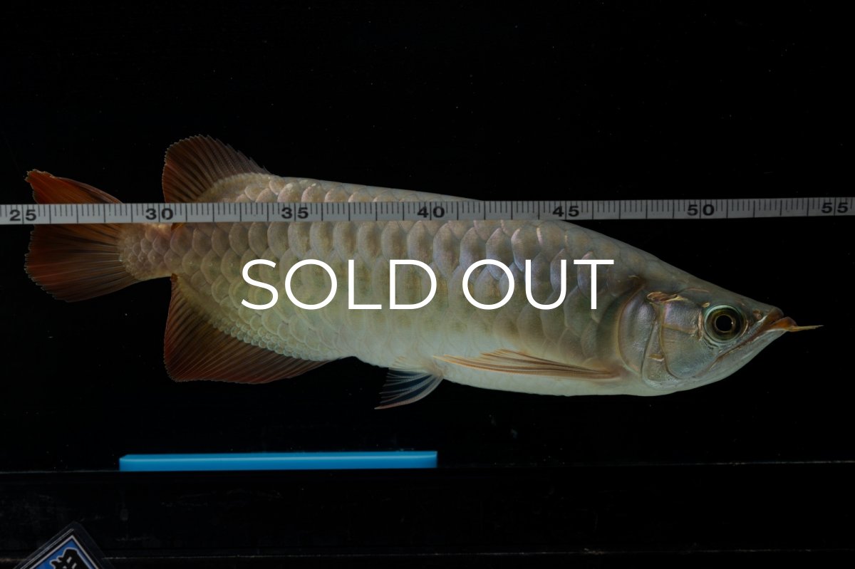 画像9: SUMO NO.17（関脇） (9)