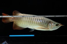 画像9: SUMO NO.17（関脇） (9)