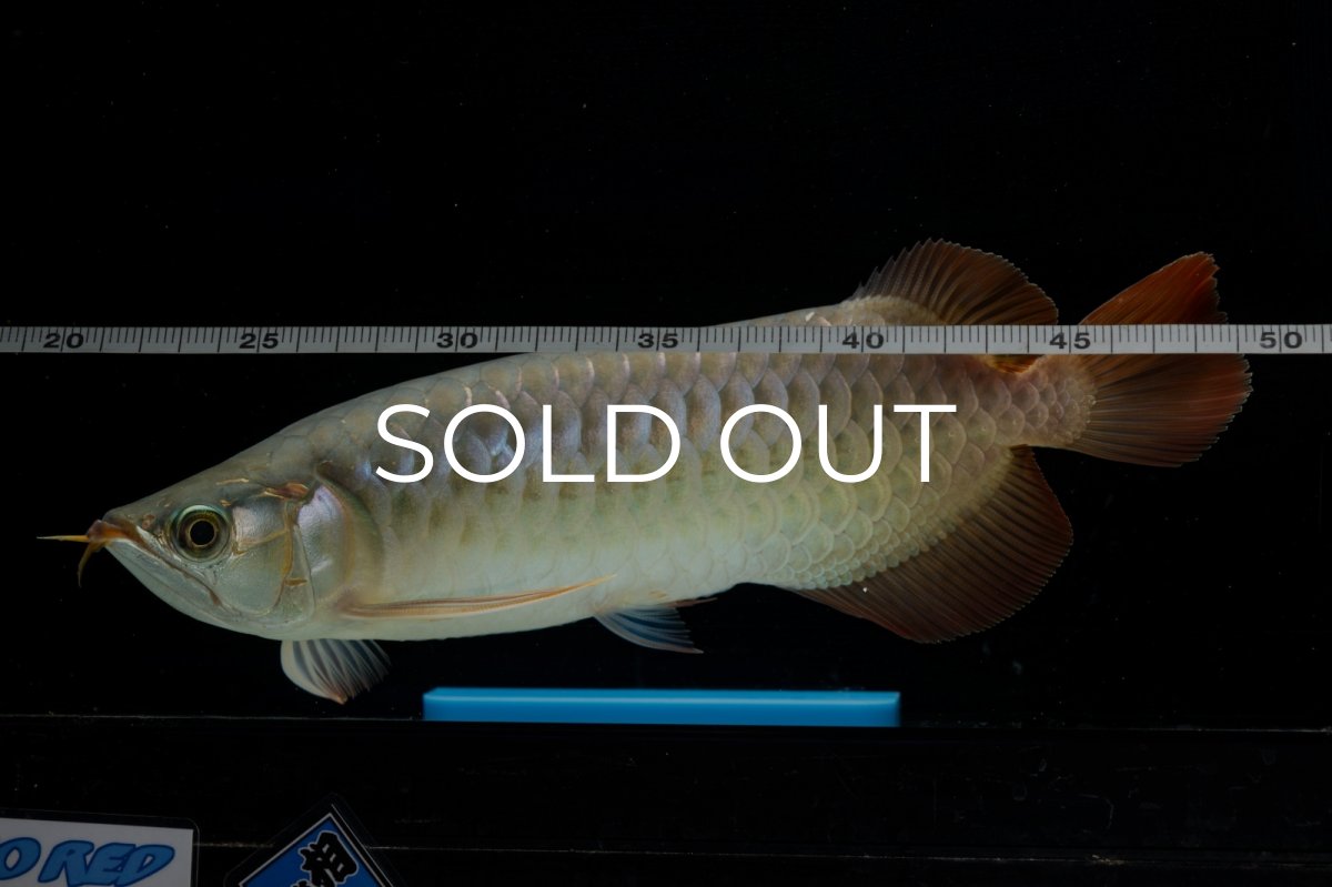 画像10: SUMO NO.17（関脇） (10)