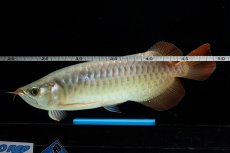 画像10: SUMO NO.17（関脇） (10)