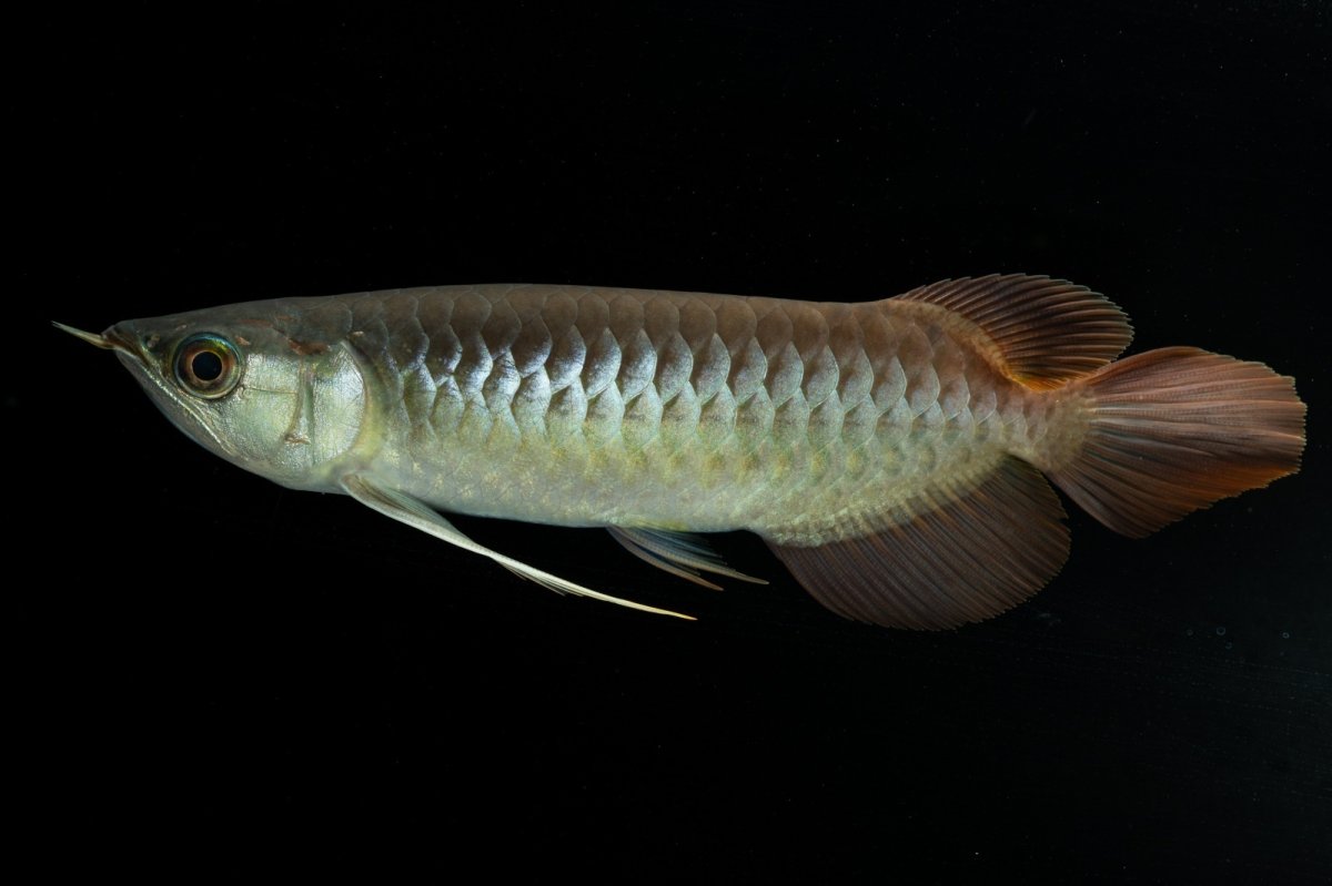 画像5: メタルレッド F3 NO.9（ディナミカカプアス産） (5)