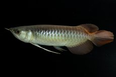 画像5: メタルレッド F3 NO.9（ディナミカカプアス産） (5)