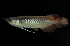 画像3: メタルレッド F3 NO.9（ディナミカカプアス産） (3)