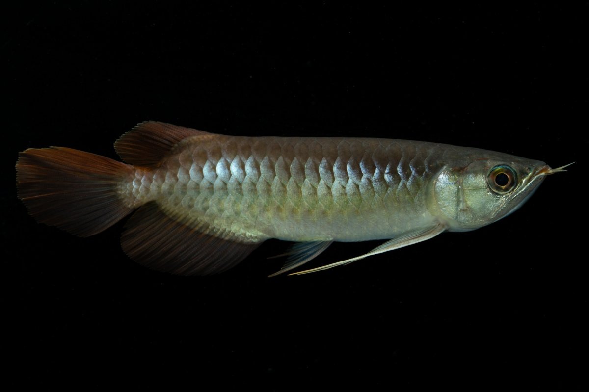 画像4: メタルレッド F3 NO.9（ディナミカカプアス産） (4)