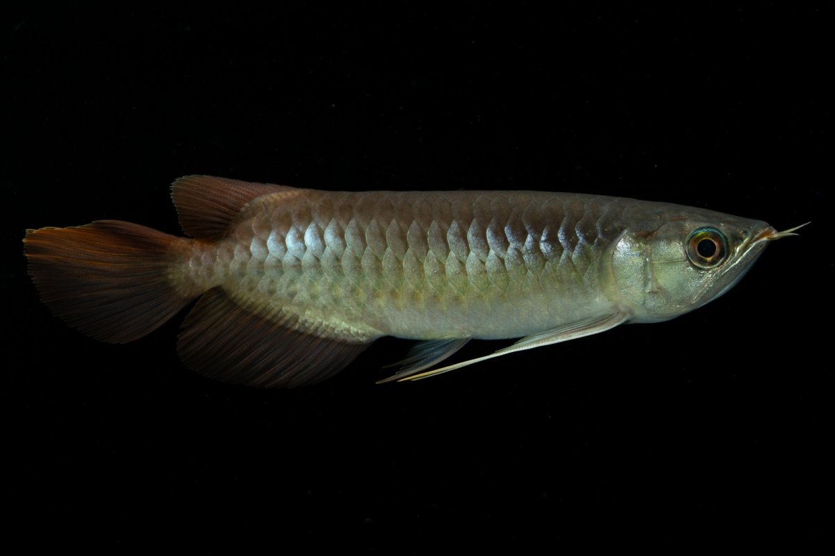 画像2: メタルレッド F3 NO.9（ディナミカカプアス産） (2)