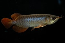 画像10: チリレッド NO.20（インドネシア産） (10)