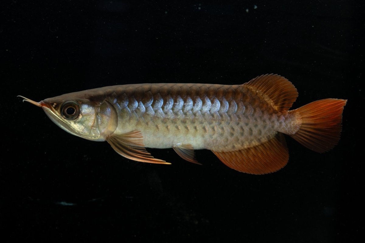 画像9: チリレッド NO.20（インドネシア産） (9)