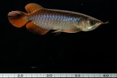 画像12: チリレッド NO.20（インドネシア産） (12)