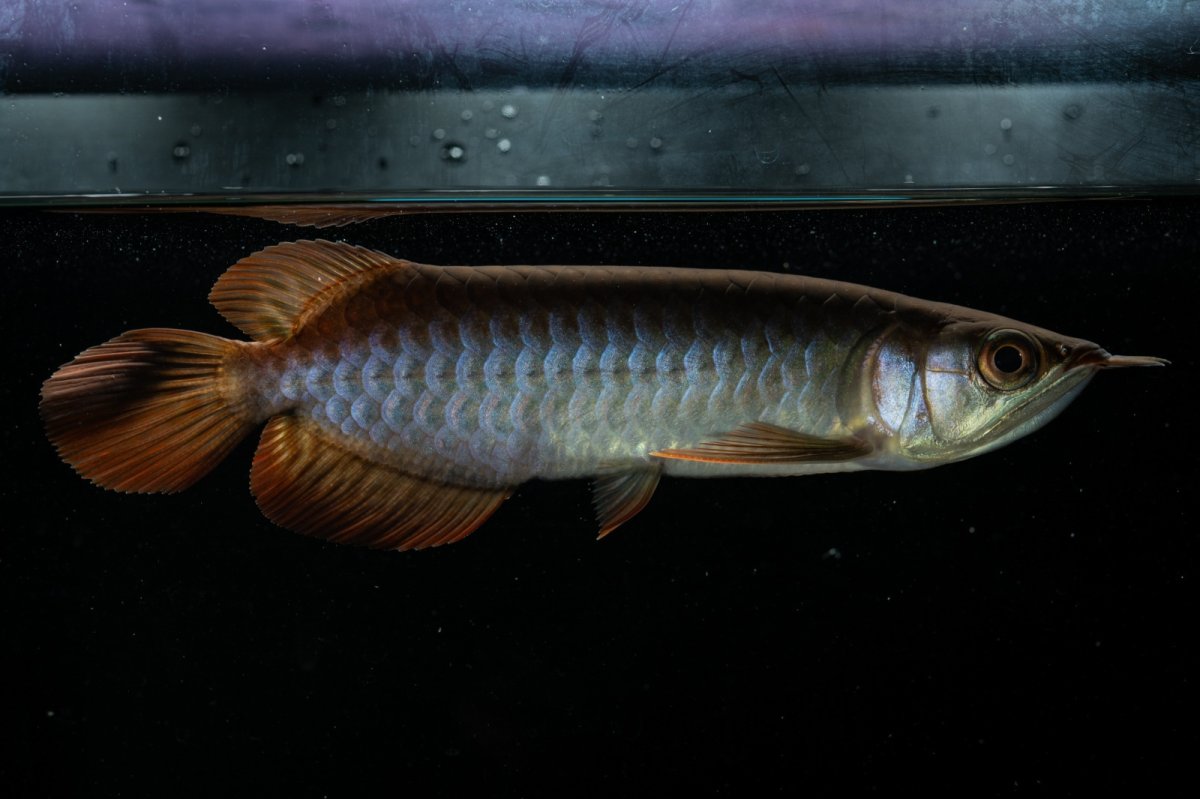 画像8: チリレッド NO.21（インドネシア産） (8)