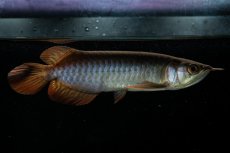 画像8: チリレッド NO.21（インドネシア産） (8)