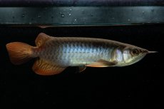 画像6: チリレッド NO.21（インドネシア産） (6)