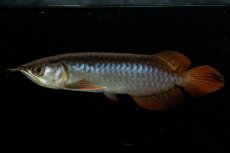 画像3: チリレッド NO.22（インドネシア産） (3)